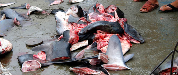 Shark fins