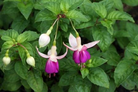 fuchsia.jpg