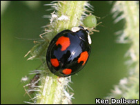 Harlequin