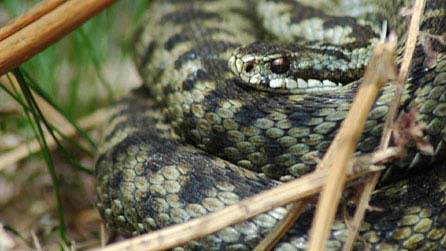 adder_john_fisher_626.jpg