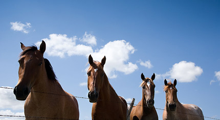 Horses