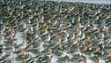 Knot c/o RSPB Images and Gomersall