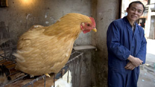 Chicken