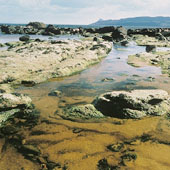 Arran