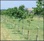 Near Alrewas in Staffordshire, the National Memorial Arboretum