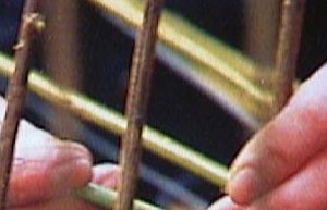 Weaving willow