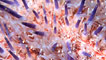 A colourful sea urchin by Rob Spray