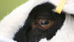 Day 4 - Another close-up sheep