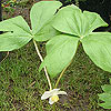 Podophyllum peltatum