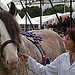 IMG_0070