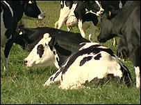 Cows in a field
