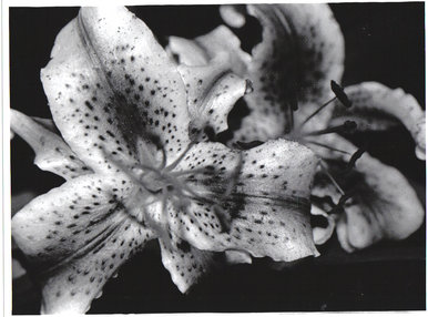 Lilly