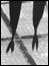 Espada fish tails