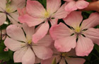 'Ai-Nor' Clematis'