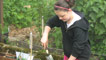 Planting seedlings