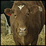 Vaca