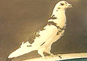 Paddy the pigeon