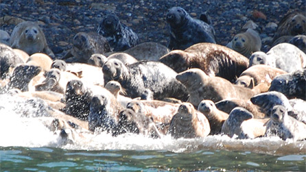 seals.jpg