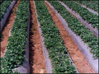 توت زمينی