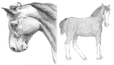 Kewl horses