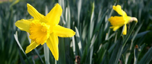 Daffodil