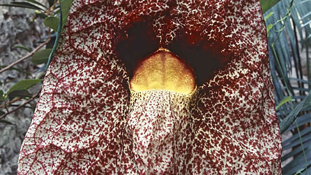 aberglasney-aristolochia.jpg