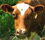 A cow