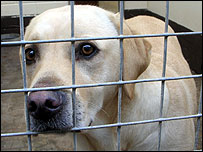 Stray dog