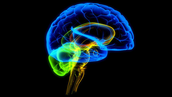brain600.jpg