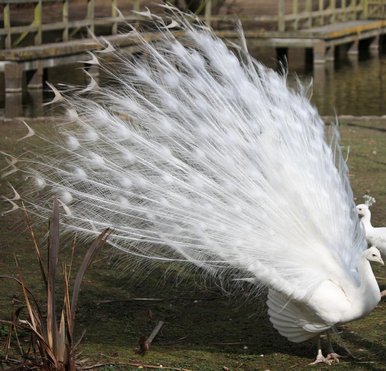 Feathers