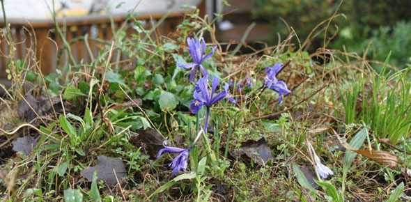 Dwarf Iris