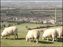 Sheep in front of a cement factory