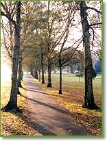 silver birch trees