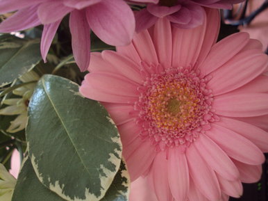 flowers