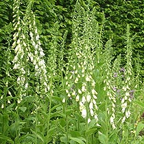 Digitalis purpurea 'Albiflora'