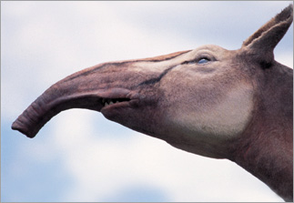 Macrauchenia