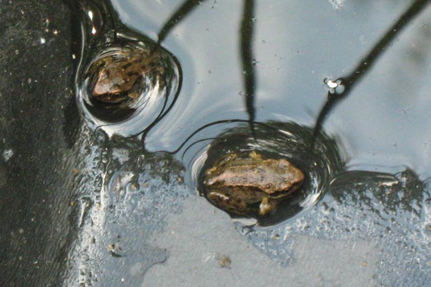 Frogs