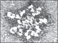 Imunoglobulina A