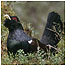 Capercaillie (Image: RSPB Images/Duggan)