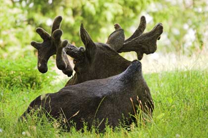 Mooseblogpic.jpg