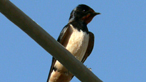 An Fháinleog 5