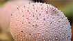 The common puffball