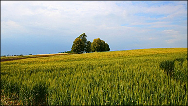 Farm land 