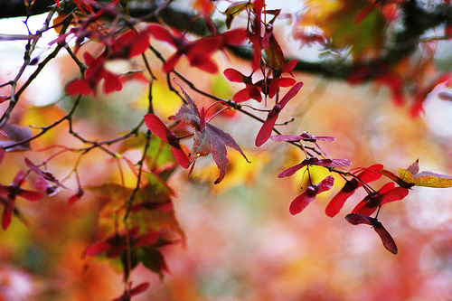 Sycamore reds