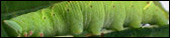Caterpillar