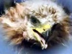 Red Kite