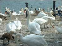 Swans