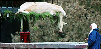 A dead cow is moved into a lorry in Surrey