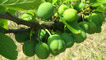 Plum tree
