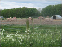 Pigs